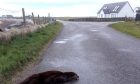 An otter was found dead on the road this morning.