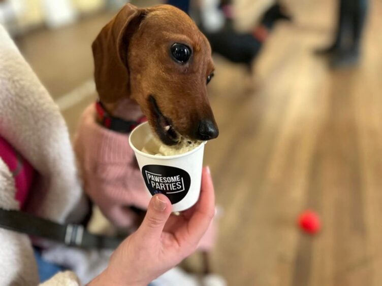 Dog enjoying a Pawesome Parties pupuccino.