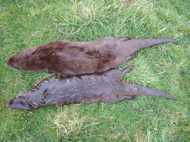 Otters killed on the Isle of Tiree.