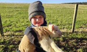 Theo helped deliver a pair of lambs despite being only seven. Image: Andrew Cartney.