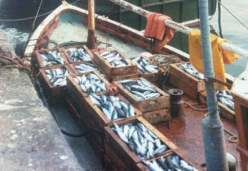 A good catch of Scottish mackerel.