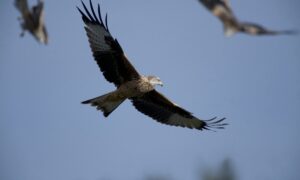 Red Kites at Argaty Farm, near Dunblane. Younger birds like this haveduller more uniform plumage than adult birds. Pic by Raymond Besant. 03/06/09