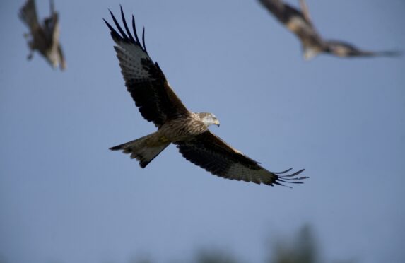 Red Kites at Argaty Farm, near Dunblane. Younger birds like this haveduller more uniform plumage than adult birds. Pic by Raymond Besant. 03/06/09