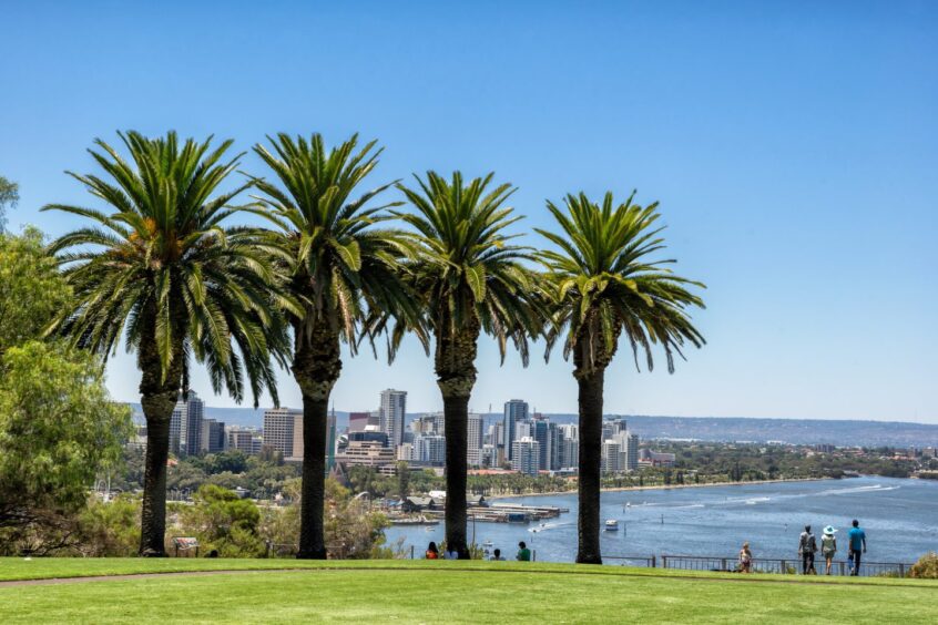 View of Perth from Kings Park with palm trees in the foreground.