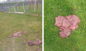 Piles of offal at Elgin playing fields. Image: Supplied.