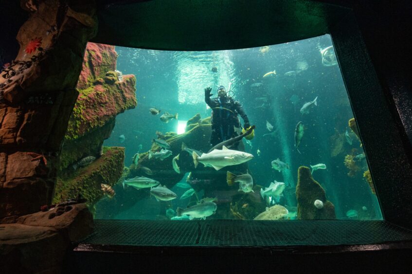 A diver in the main kelp tank surrounded by large fish like cod, flapper skates and wolf fish.