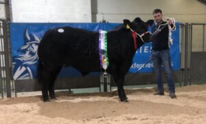 Tom Flett pictured with his Limousin cross steer which stood champion and topped the trade.
