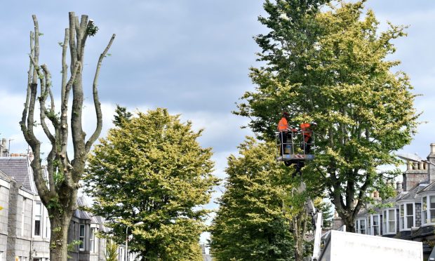 Aberdeen elm trees have been devastated by disease.