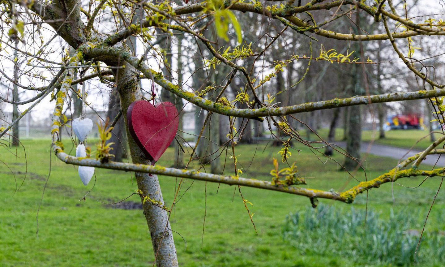 Heart tributes attached to tree in Seaton Park.