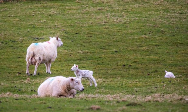 A ewe died in the attack and now her two lambs are without a mother. Steve MacDougall/DC Thomson