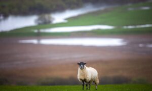 The weather has severely impacted many of Scotland's farmers and crofters. Image: Steve MacDougall/DC Thomson