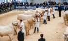 There are 60 Charolais bulls entered for sale at Stirling on May 6.