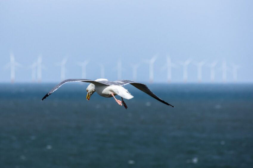 Flying gull with with offshore wind turbines in the background. Renewables projects are taking shape offshore and onshore as part of the push to net-zero. 