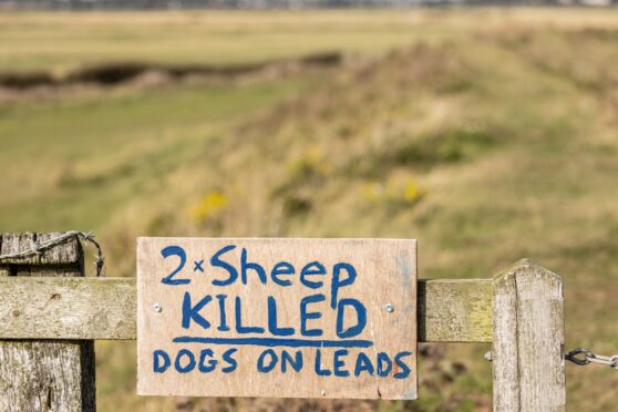 The issue of sheep worrying by dogs continues to be a major cause for concern for farmers.