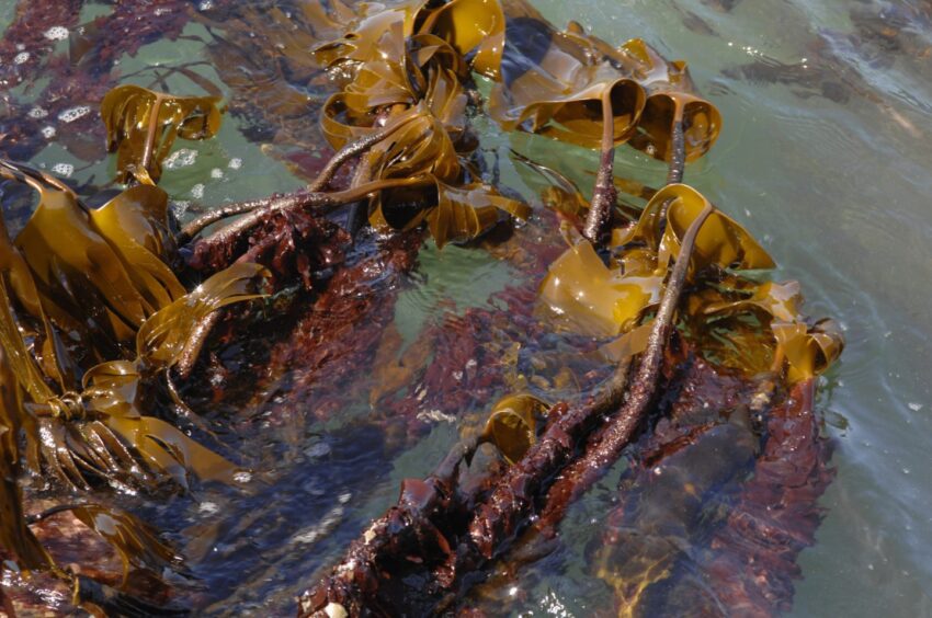 Seaweed known as dulse pictured in the water.