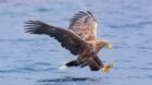 Sheep producers can receive up to £5,000 to trial measures to help stop livestock being lost to sea eagles.