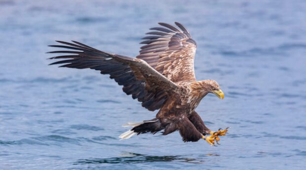 Sheep producers can receive up to £5,000 to trial measures to help stop livestock being lost to sea eagles.