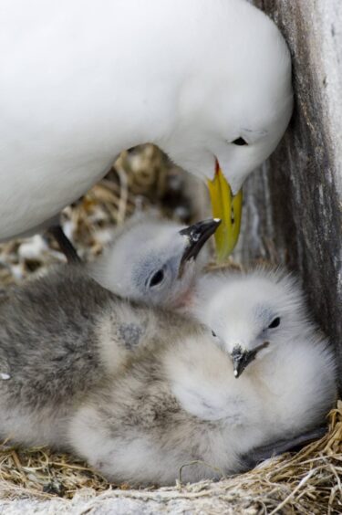 Nesting kittiwakes