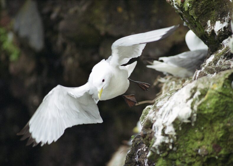 A Kittiwake leaves its cliff ledge nest.