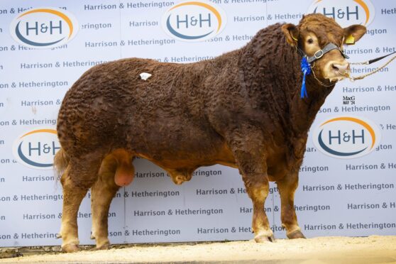Cowin Tequin sold for the top price of 38,000gns to the Adam and McNee families. Pictures by MacGregor Photography.