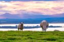 New season lambs have witnessed a year-on-year increase of 26% while hoggs have valued 35% higher.