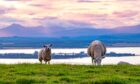 New season lambs have witnessed a year-on-year increase of 26% while hoggs have valued 35% higher.