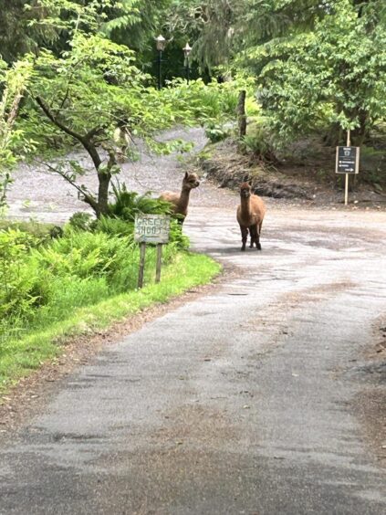 Alpacas at Glencruitten House in Oban.