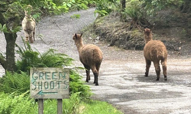 Alpacas at Glencruitten Woods near Oban