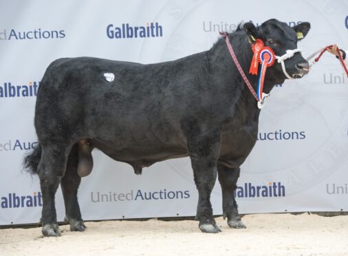 Stephick Elvis Y395 from Steph Dick was overall Aberdeen-Angus champion and led the trade at 8,000gns.