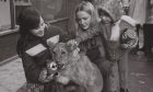 One of Aberdeen Zoo's lion cubs was the centre of attention on a flag day for the World Wildlife Fund in 1974. Image: DC Thomson