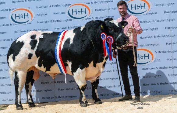 The overall champion sold for the top price of 25,000gns to Coul Farm Partnership at Laggan.