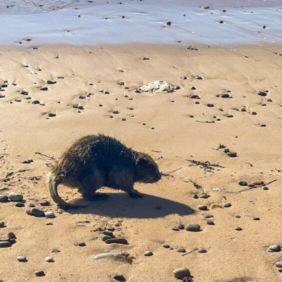 Beaver wandering along Machrihanish beach. 
