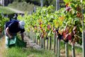 The food supply chain relies on seasonal workers such as fruit pickers. Photograph by John Giles/PA Wire.