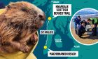 Beaver next to a map of its 57-miles journey south.