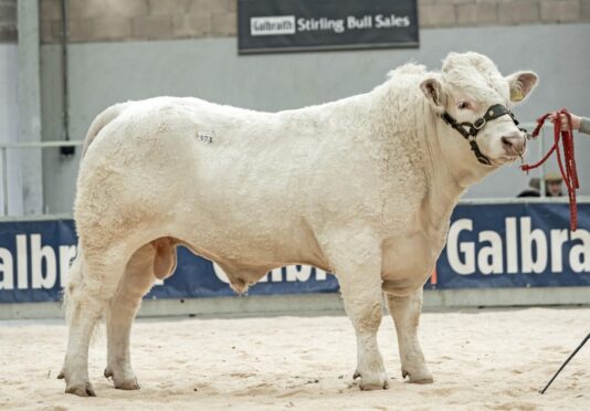 Goldies Timmy from Hamish Goldie topped the Charolais offering at 12,000gns.