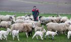 Farmer William Law with some of his sheep and lambs at his farm West Cruichie, near Huntly.