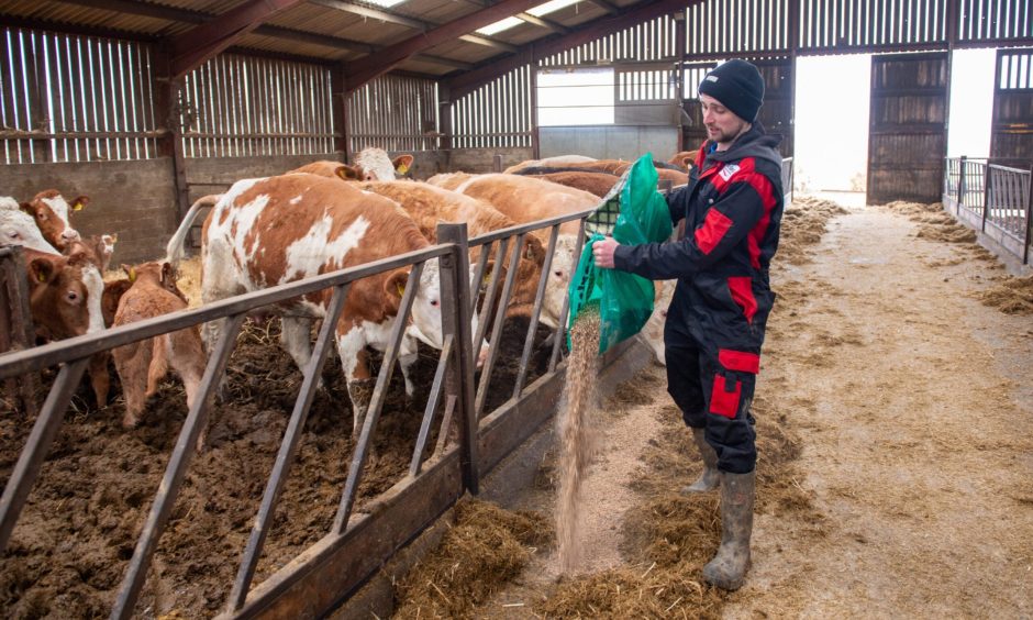 Huntly farmer William Law feeding the cows at his steading West Cruichie.