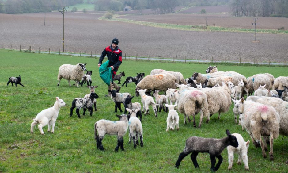 Huntly farmer William Law feeding the sheep at his steading West Cruichie.