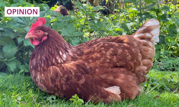 Precious, the rescued ex-commercial hen who now lives with writer Catriona Thomson