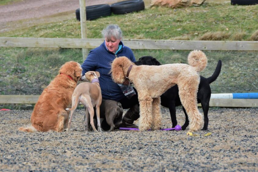 Getting some of her four-legged friends ready in a dog show arena.