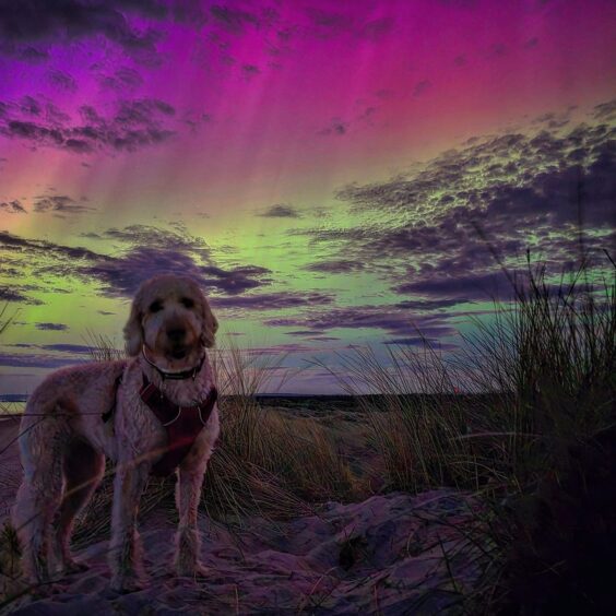 A dog pictured on the beach with the northern lights overhead.
