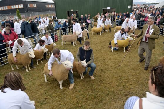 The classes of North Country Cheviots always attract a bumper crowd at the show.