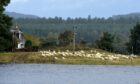 Sheep take to high ground at Tomnachrochar near Nethy Bridge as the floodwaters of the Spey encroach. Picture by Sandy McCook/DC Thomson
