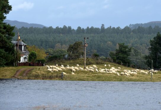Sheep take to high ground at Tomnachrochar near Nethy Bridge as the floodwaters of the Spey encroach. Picture by Sandy McCook/DC Thomson