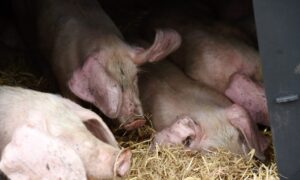 African swine fever is thought to have wiped out a quarter of the world’s pig population. Picture by Sandy McCook/DC Thomson.