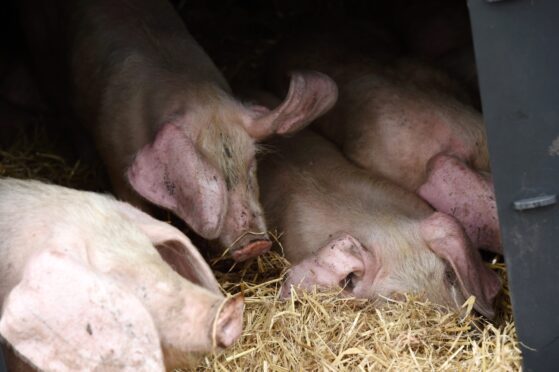 African swine fever is thought to have wiped out a quarter of the world’s pig population. Picture by Sandy McCook/DC Thomson.