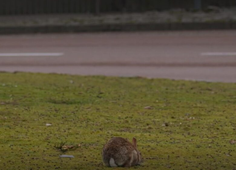 One of the roundabout bunnies in Aberdeen
