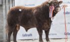 Rednock Shaggy Poll from Gill and Malcolm Pye sold for 11,000gns.