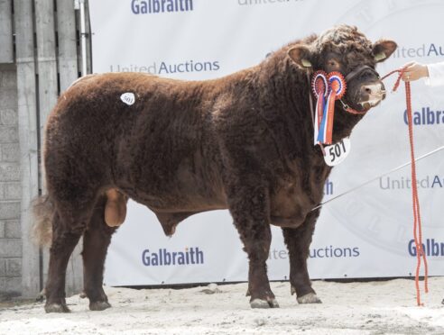 Rednock Shaggy Poll from Gill and Malcolm Pye sold for 11,000gns.
