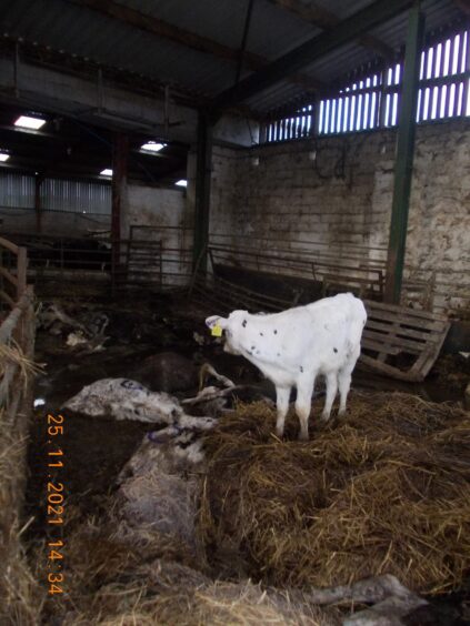 Carcasses of dead calves next to live ones at Balnamoon Farm.